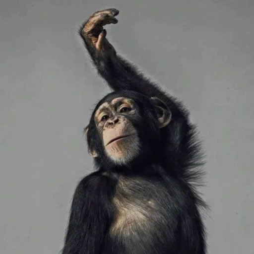 chimpanzee, monkey, the proud monkey, monkey gorilla, common chimpanzee