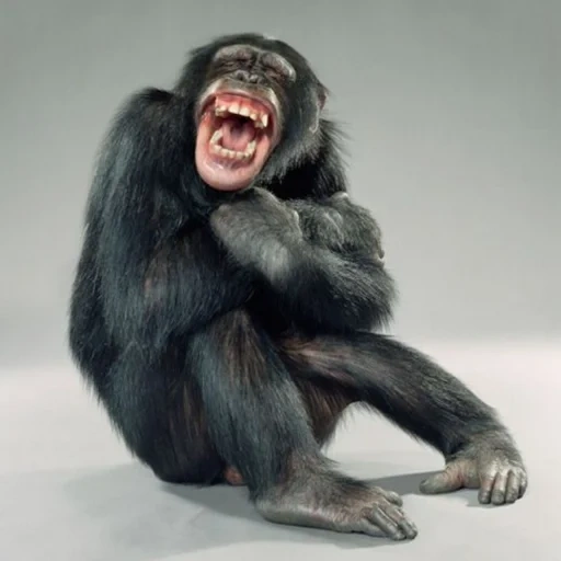 chimpancés, chimpancés de bonobo, los chimpancés se ríen, chimpancés de mono, shimpanzee sonríe