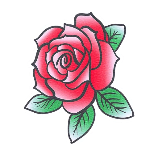 розы, эскиз розы, роза цветок, красная роза