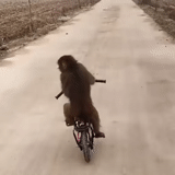sur un vélo, roue de singe, vélo de singe, le singe fait du vélo, vélo de singe s'est écrasé en bois
