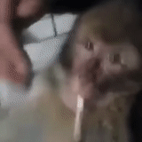 niño, humano, un mono, mono casero, el mono está fumar