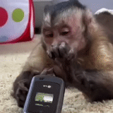 un mono, iphone de mono, mono con un teléfono inteligente, el mono toca el teléfono, el mono está versado en un iphone