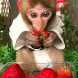monyet, alena putin, monyet lucu, monyet lucu, monyet makan stroberi video