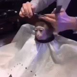 peluquería, salón de belleza, el mono está cortado, un peluquero corta un mono, el mono es cortado por el peluquero