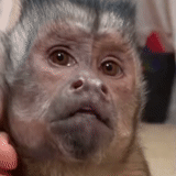 chico, humano, un mono, mono makaku, capucina de mono