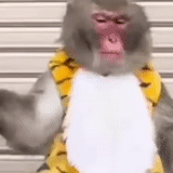 humain, un singe, vidéos drôles, singe peint, les blagues sont très drôles