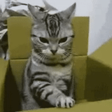 kucing, kucing, gif kucing, hewan lucu, naikkan kotak kucing