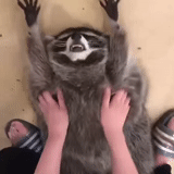 guaxinim, guaxinim, raccoon doméstico, faixa de guaxinim, housing raccoon engraçado