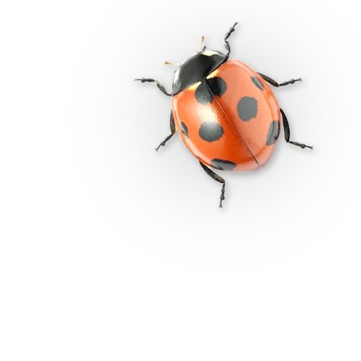 ladybug, god's beetle, the background of god's cow, white ladybug, semit point cow