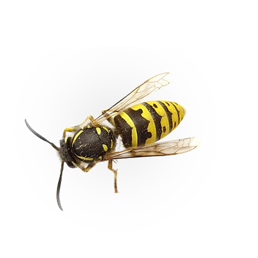 bee, the bee of wasp, insect, bee hornet, wasp yellow jacket