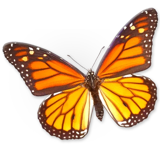 butterfly, monarch butterfly, butterfly butterfly, butterfly moth, butterfly picture