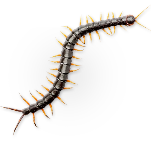 centipede, insects, centipede, skolopendra, scolopendra with a white background