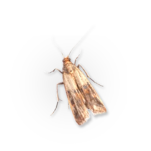 mol, insect, mol appearance, firing is a food moth, southern barn firing plodia interpunctella