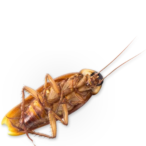 cockroach, taracan floor, home cockroaches, tarakan with a white background, brown cockroach