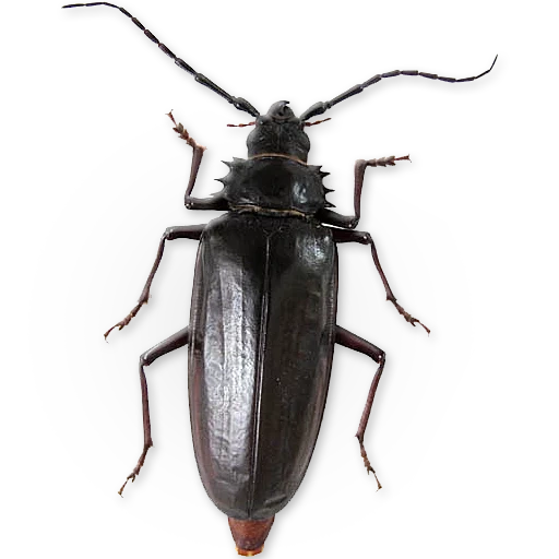 beetle, beetle snow, podonta dagheestanica, beetle relict lumberjack red book, variable aspen golden gold poecilonota variolosa