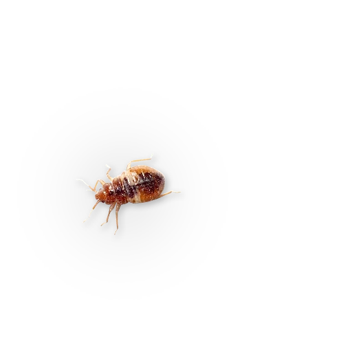 bed bugs, cockroach, insect, insects, bed bugs cockroaches