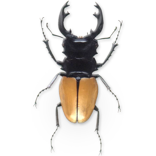 beetle, beetle horn, stag beetle, beetle beetle, odontolabis mouhoti