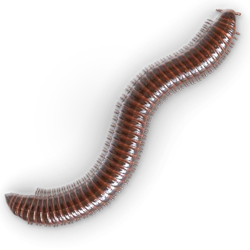 worms, earthworm, dendroben worm, worm to a white background, rainworm with a white background