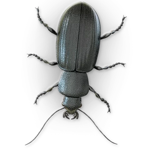 beetle, insect, beetle mosquito, beetle beetle, chernotelka beetle