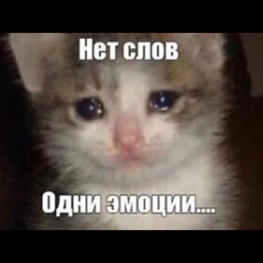 кот плачет, котик слезами, плачущий котик, плачущий кот мем, грустный котик мем слезами