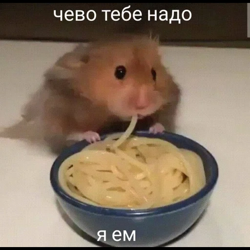 хомяк, хомячок смешной, хомяк ест макароны, хомяк ест спагетти, сирийский хомяк питание