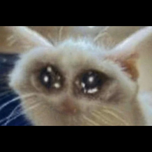 кот мем, плачущие коты, плачущие коты мемы, милые котики смешные, грустный белый кот мем