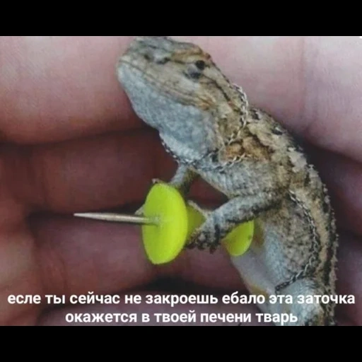 lizard, ящерица, ящерица линяет, геккон ящерица, ящерица кнопкой