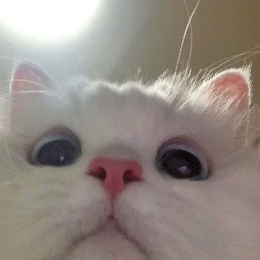 мем котик, котики пикчи, милые котики, белый котик мем, милый котик мем