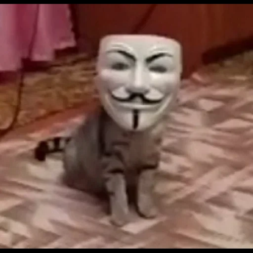 снюсоед, кот анонимус, звёздные войны, фотографии друзей, кот маске анонимуса