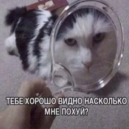 кот, кошка, кошечка, кот лупой, кошка банке