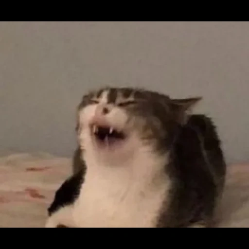 кот мем, орущий кот, смеющийся кот, кот смеется мем, милые котики смешные