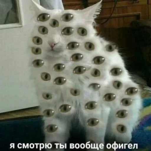 кошка, котики, кошки смешные, милые животные, самые милые животные