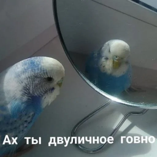 попугай мем, мемы попугаем, волнистый попугай, волнистый попугай чех, волнистый попугай самка