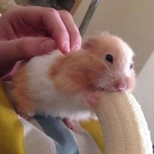 хомячок милый, хомяк ест банан, хомячок бананом, хомяк большой банан, хомяк ест большой банан