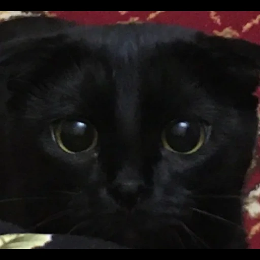 черный кот, черный котик, котенок черный, кошка бомбейская, черный вислоухий кот