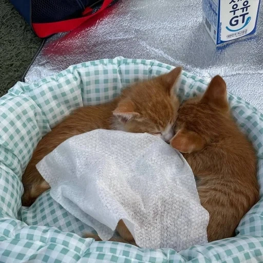 kucing, kote, kucing, kucing, seekor kucing