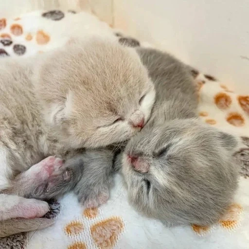kitten, animals, kitty kitty, lavender drooping-eared kitten, a two-week-old english kitten
