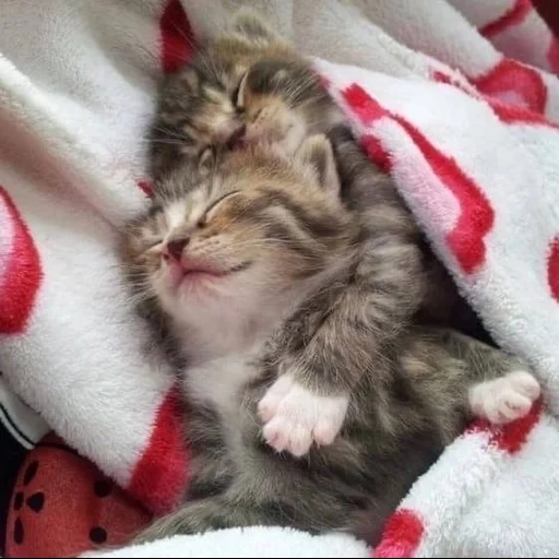 котик, спящий котенок, животные милые, милые котики смешные, спокойной ночи малыши