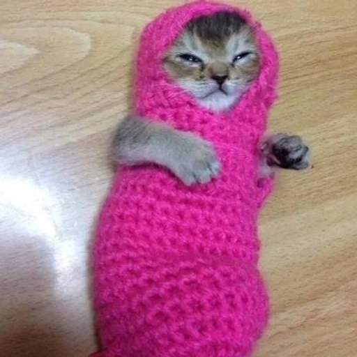 kucing, kucing, kucing itu lucu, kucing itu kaus kaki merah muda, kostum anak kucing kecil yang lucu