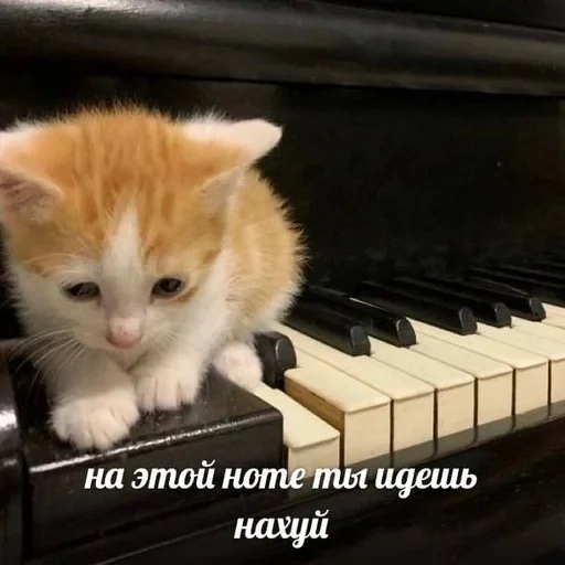 кот пианино, кот пианист, котенок рояле, кошка пианино, одинокий котёнок пианино