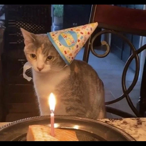 gato, terapeuta, animales ridículos, disparo, cumpleaños del gato
