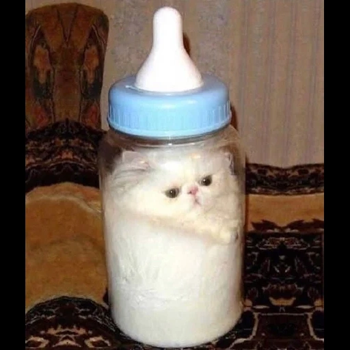 gato, uma garrafa, gato líquido, uma garrafa de 9 meses, uma garrafa de alimentação
