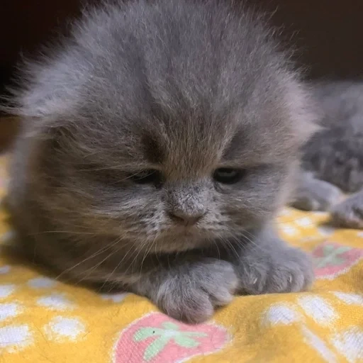 folding kitten, scottish kitten, kitten scotch folding, scottish drooping-eared kitten, scottish drooping-eared cat