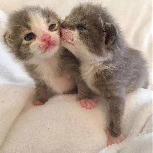 kitten, kitten, a lovely kitten, newborn kitten, a charming kitten