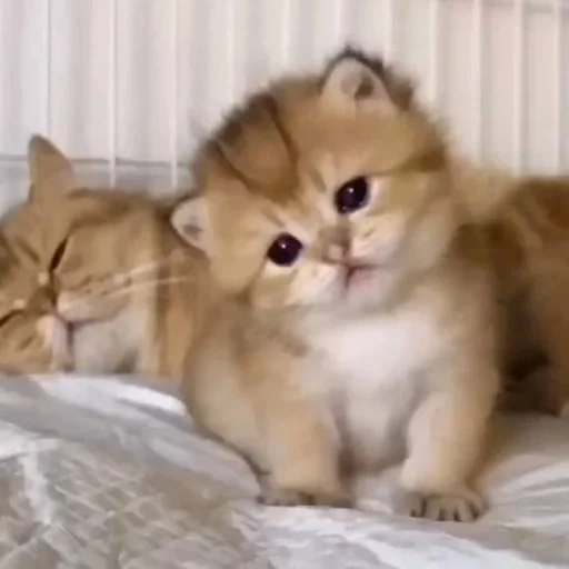 gattini affascinanti, golden chinchilla cat, kitten golden chinchilla, golden chinchilla cat, british golden chinchilla
