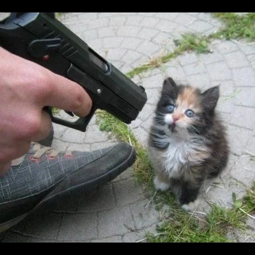 der kater, katze, korshik katze, katzenkätzchen, ein kätzchen mit einer pistole