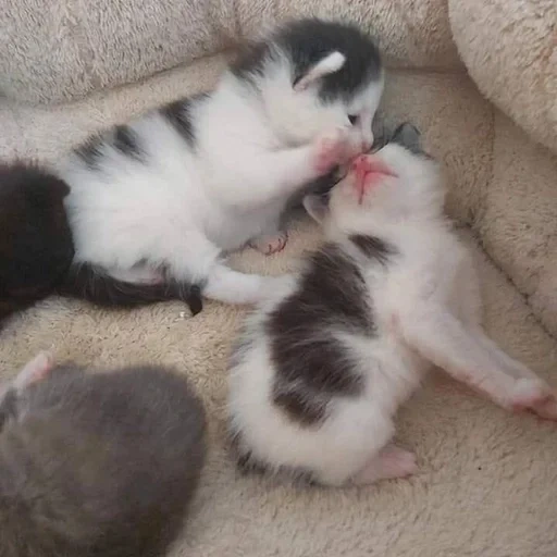 cat, seal, kitten, cats, a charming kitten