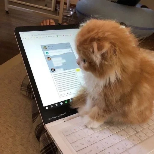 cat, screen, kitten, the humor of a cat, spitz connected to the computer