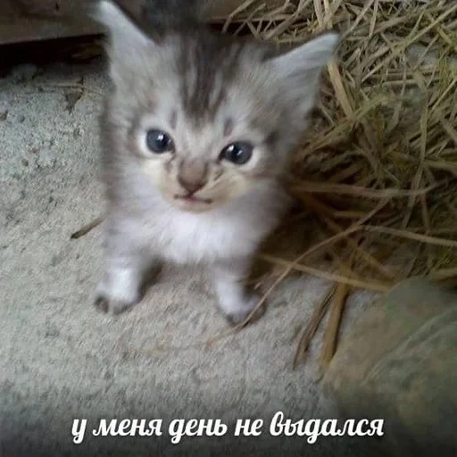 cat, kitten, kitten meme, grey kitten, grey kitten
