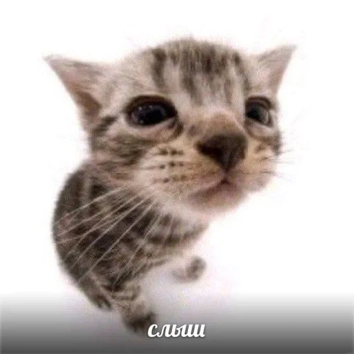 kucing, kucing, kucing, kucing, kucing itu abu abu